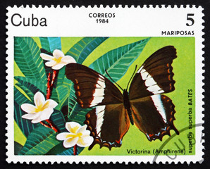 Obraz premium Postage stamp Cuba 1984 Victorina, Butterfly