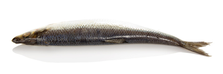 Herring on white