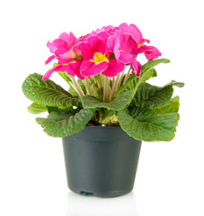 Beautiful pink primula in flowerpot, isolated on white