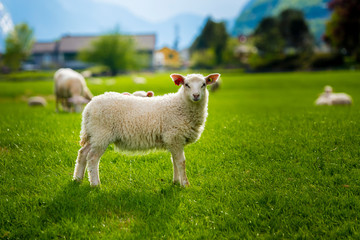 Lamb on a Green Field
