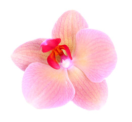 Fototapeta na wymiar Beautiful blooming orchid flower isolated on white