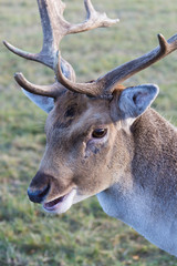 portrait of deer