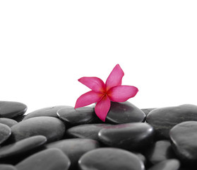 frangipani flower on black background
