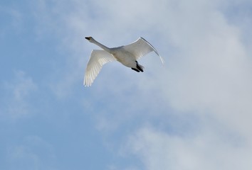 白鳥の飛翔