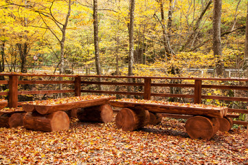 Autumn leaves on wooden benches
