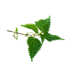 Leaves of nettle