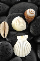 shells and stones