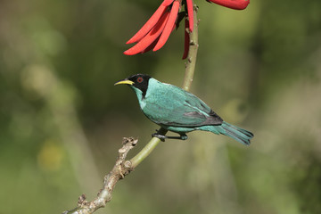 Green honeycreeper, Chlorophanes spiza,