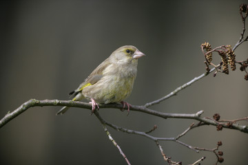 Greenfinch, Carduelis chloris