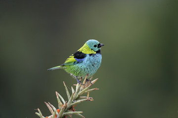 Obraz premium Green-headed tanager, Tangara seledon