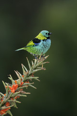 Green-headed tanager, Tangara seledon