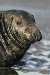 Naklejka premium Grey seal, Halichoerus grypus
