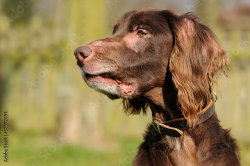 "Brauner Hund" Stockfotos und lizenzfreie Bilder auf Bild