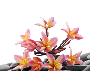 still life with branch frangipani and black pebbles