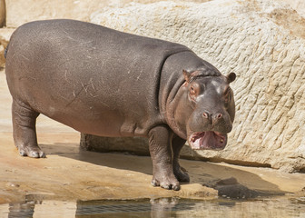 Fototapeta premium Hippopotamus