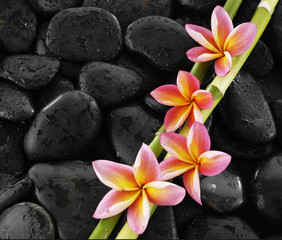 Set of pink frangipani with bamboo grove on wet black stones