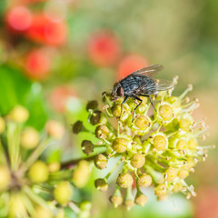 Picking At Ivy