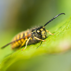 Waiting Wasp