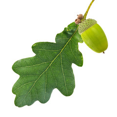 single green leaf and acorn isolated on white © Alexander Potapov