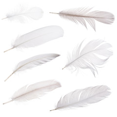 set of seven light grey feathers isolated on white