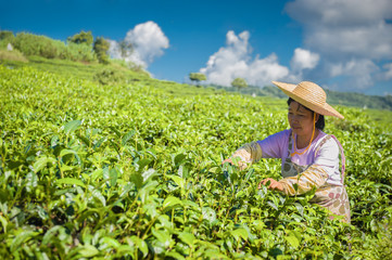 Magnificent province