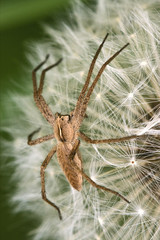 loxosceles misumena vatia