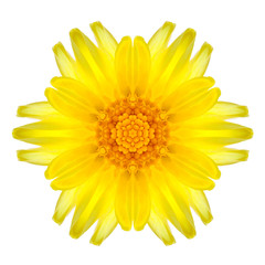 Yellow Concentric Daisy Mandala Flower Isolated on White