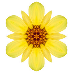 Naklejka premium Yellow Concentric Dahlia Mandala Flower Isolated on White