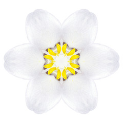 Fototapeta na wymiar Biały koncentryczne Trillium Mandala kwiat na równinie