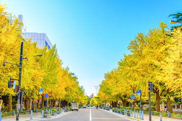 The ginkgo trees in front of Kanagawa Prefectural Government