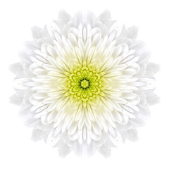 White Concentric ChrysanthemumMandala Flower Isolated on Plain
