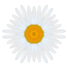 White Concentric Mandala Daisy Flower Isolated on Plain