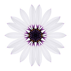 White Concentric Mandala Flower Isolated on Plain