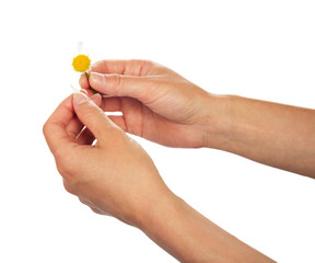 Female hands which are tearing off petals at camomile