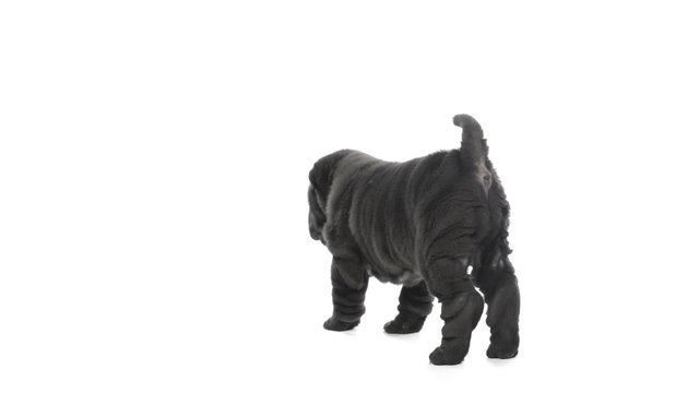 Shar pei puppy standing then falls down