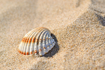 Fototapeta na wymiar Muschel mit Sand
