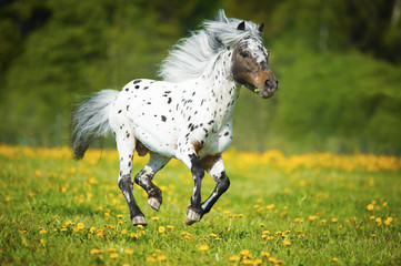 Appaloosa horse runs gallop on the meadow in summer time - 58597687