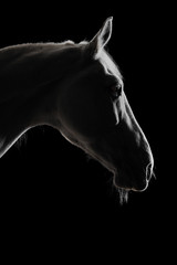 Fototapeta na wymiar white horse silhouette in the darkness