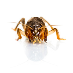 Isolated Mole Cricket