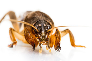 Isolated Mole Cricket