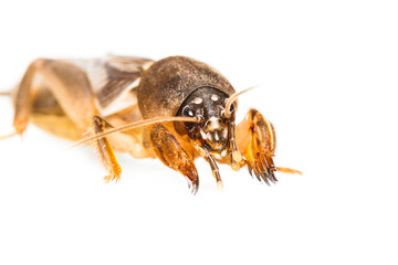 Isolated Mole Cricket