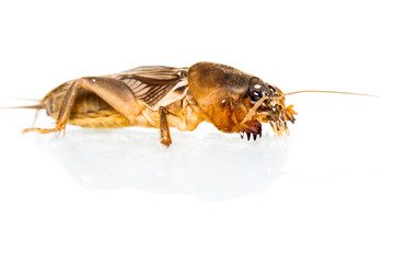 Isolated Mole Cricket