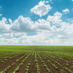 agriculture field with green little shots under cloudy sky