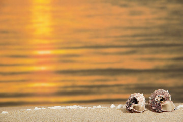 Small pebbles and cockleshells