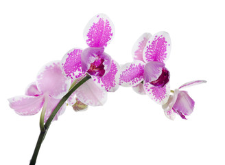 Fototapeta na wymiar white and pink isolated three petals orchid branch