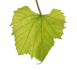 single vine leafe isolated on white