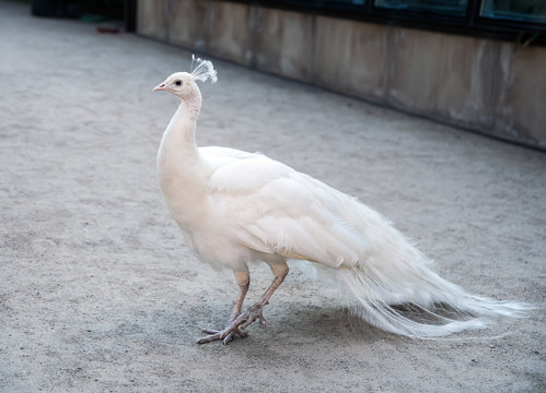 Fototapeta White peacock