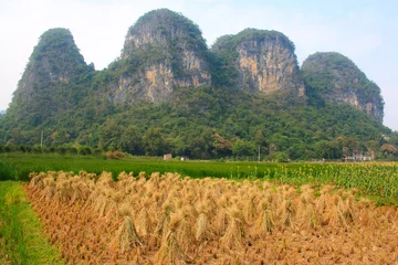 Gordijnen Rice and hill Yangshuo. China. © tvorecxtra