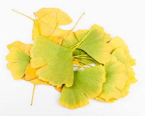 Ginkgo Biloba Leaves