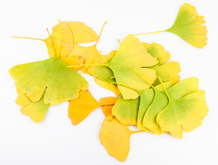 Obraz premium Ginkgo Biloba Leaves